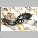 Poecilus cupreus - Laufkaefer 01a 10mm Teverener Heide.jpg